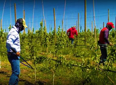Feature image for the Farmworkers: An Essential but Invisible Workforce story.